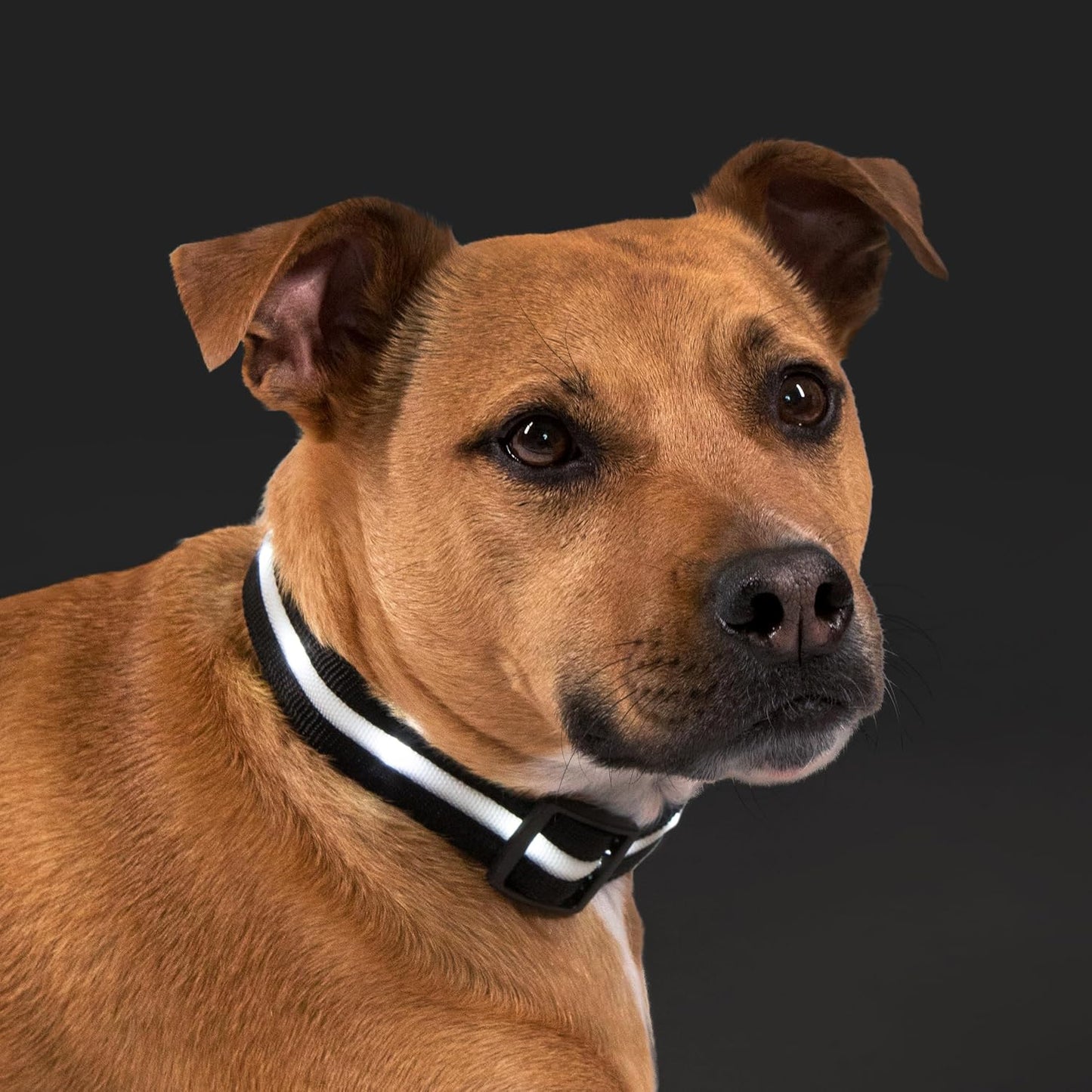 LED Dog Collar - Original USB Rechargeable, Waterproof Design with 1,000 Feet Visibility - Suitable for Small, Medium, and Large Dogs - US Brand