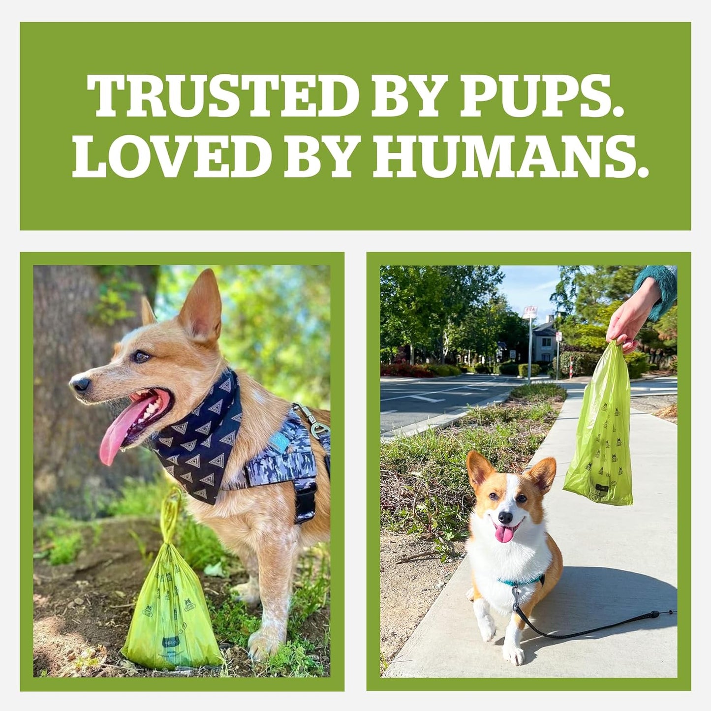 Pogi's Extra-Thick, Leak-Proof Dog Waste Bags with Handles – Unscented, Large, 900 Count