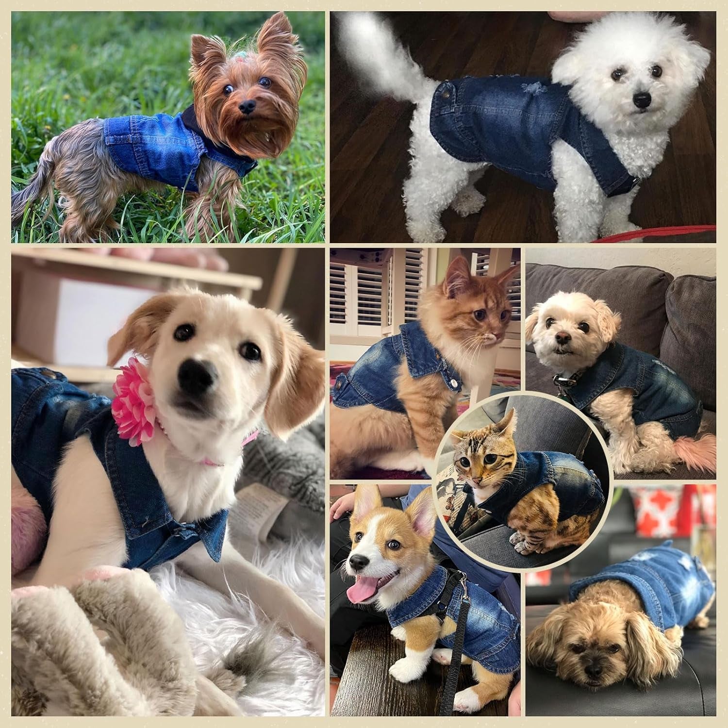 Denim Jean Jacket for Small Dogs and Cats - Stylish Pet Vest for French Bulldogs and Other Breeds (Blue, XS - Suggested Weight 2-4 lbs)